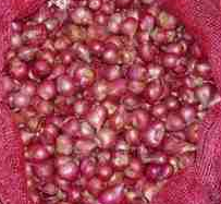 Small onion 500g